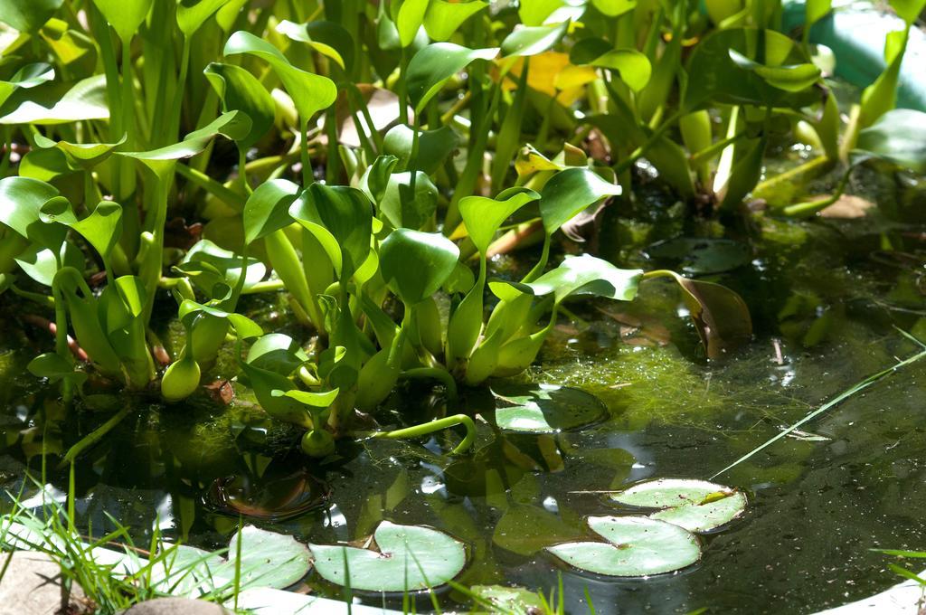 Pousada Atlantida Porto Seguro Eksteriør bilde